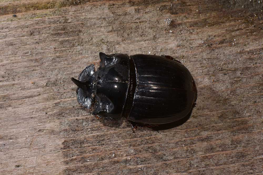 Copris lunaris, maschio (Scarabaeidae)